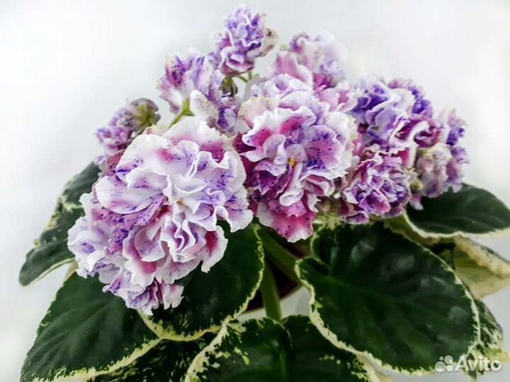 Сортовые фиалки