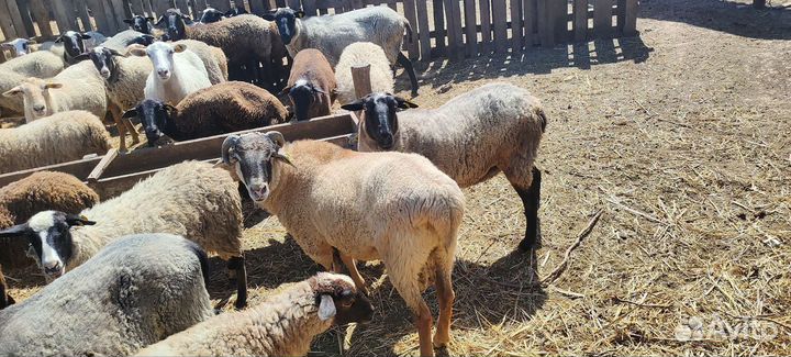 Бараны овцы стадом
