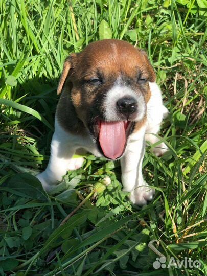 Вязка джек рассел терьер мальчик