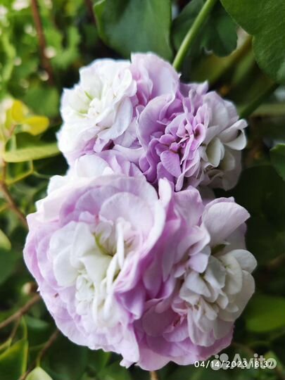 Срезы сортовых пеларгоний (гераней)