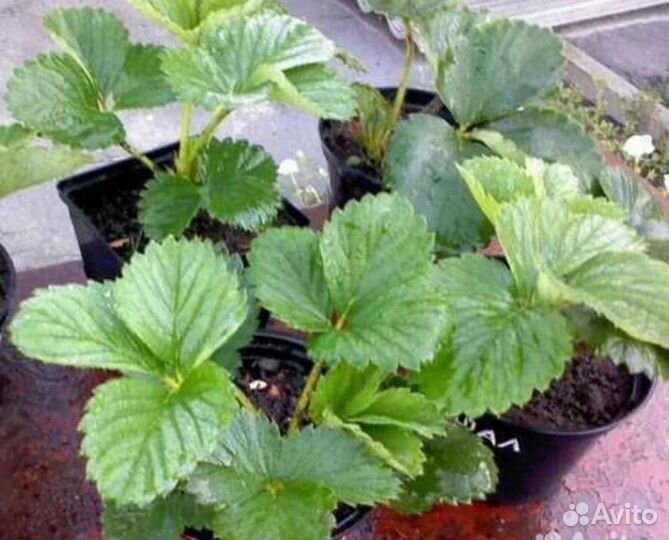 Рассада клубники