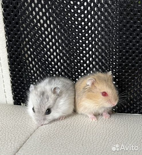 Джунгарский хомяк бесплатно