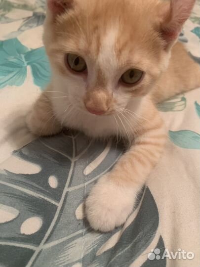 Кошка Американская Керл