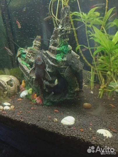 Сомики- анциструсы, гуппи, кардиналы и ряска