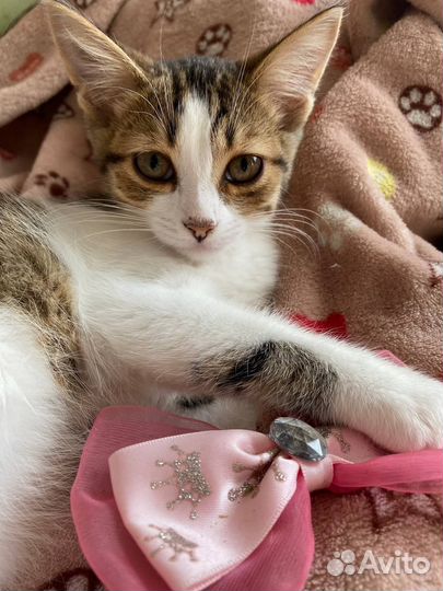 Котёнок девочка, 2 мес. в ответственные руки