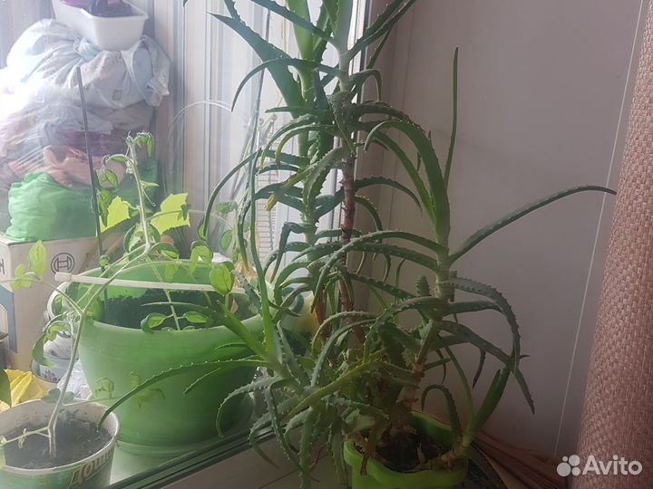 Алоэ столетник