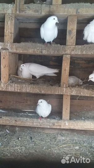 Продажа голубей павлин.Бакинцы белые