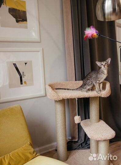 Когтеточки с лежанкой для кошки