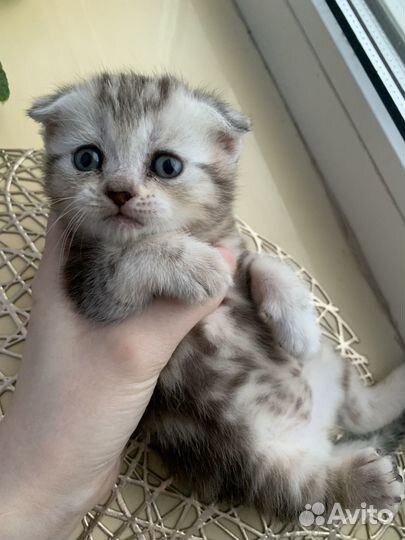Шотландские котята