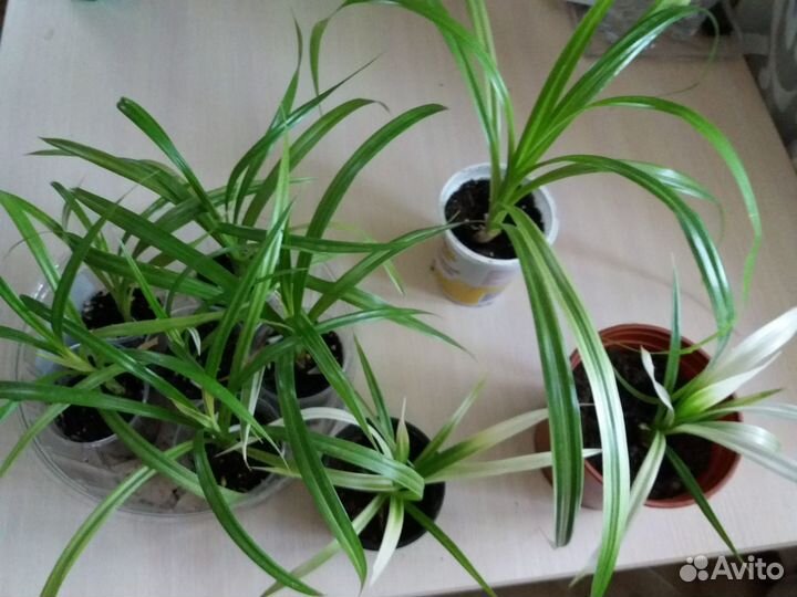 Панданус вариегатный