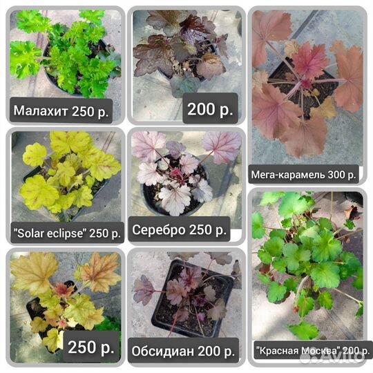 Многолетники (А-М)