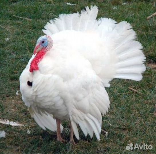 Цыплята индюшата Подрощенные хайбрид конвертер