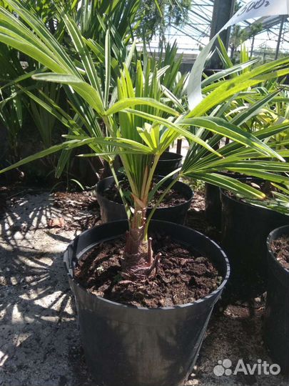 Пальма Финик Канарский и другие
