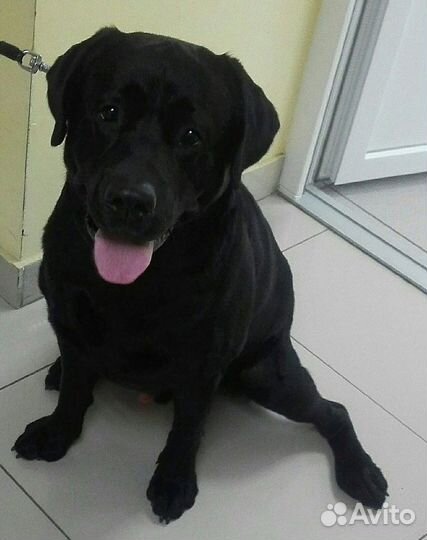 Вязка лабрадор