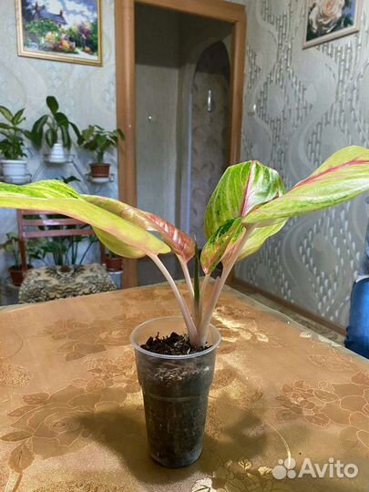 Аглаонема тайланд