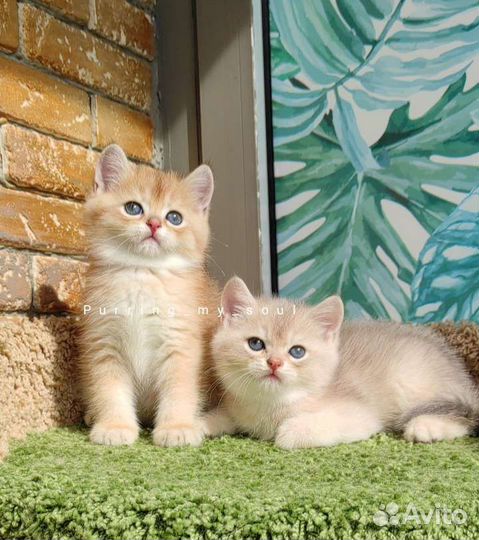 Котята золотая шиншилла, ny11, ау11 (папа 12)