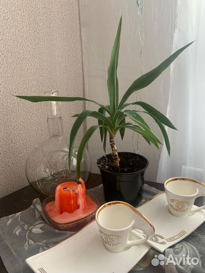 Драцена юкка