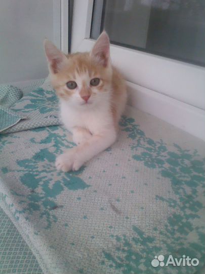 Самые красивые котята в дар