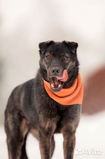 Кайли ищет дом