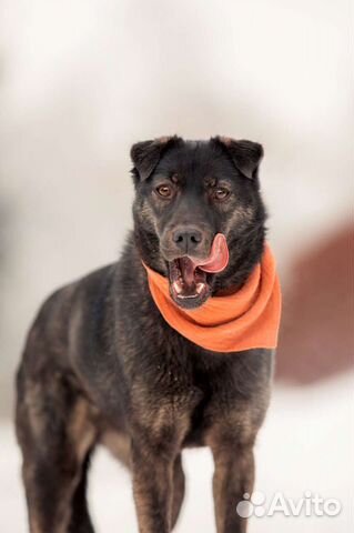 Кайли ищет дом