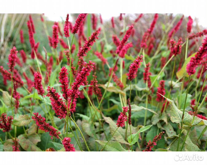 Горец свечевидный Fat Domino