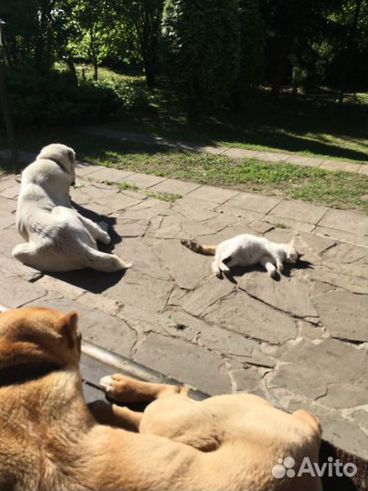 Кошка в дар бесплатно