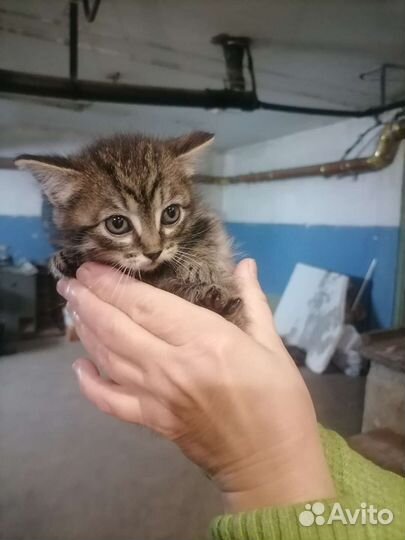 Котята в добрые руки бесплатно