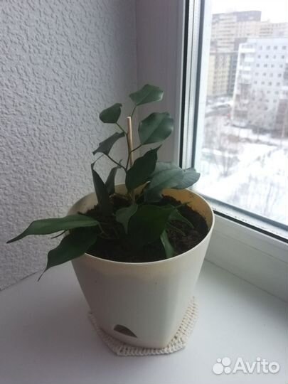 Комнатные цветы