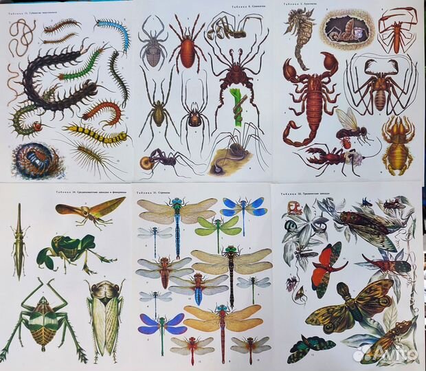 Иллюстрации бабочки, насекомые, стрекозы