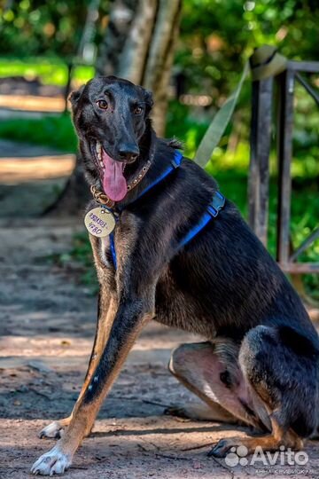 Собака в добрые руки