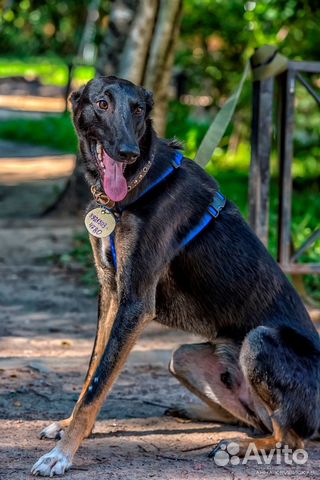 Собака в добрые руки