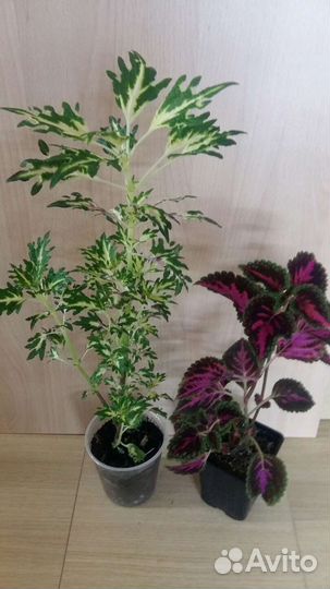 Продам цветы комнатные