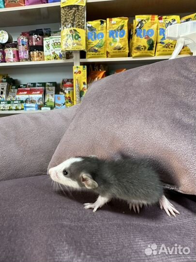 Крыса дамбо