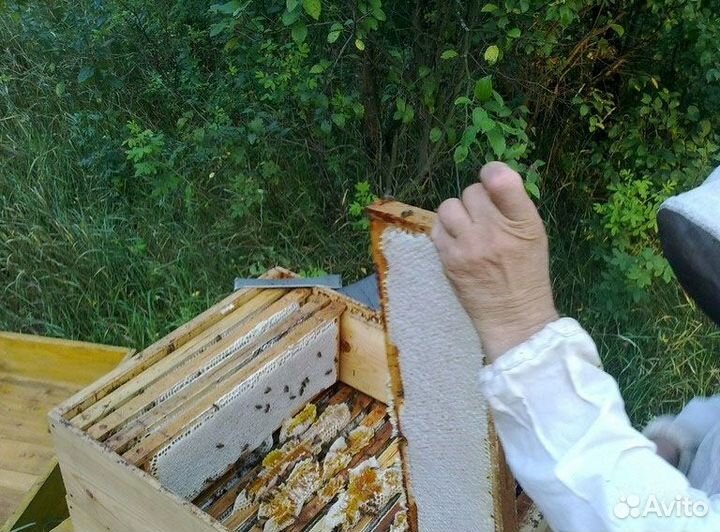 Мед-мёд 2023года