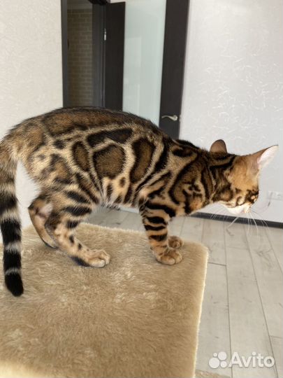 Бенгальские котята