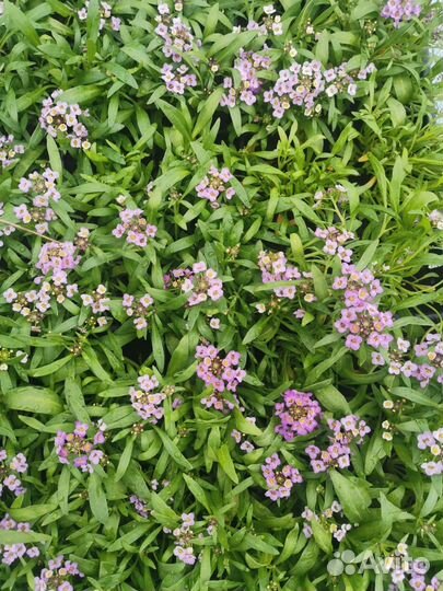 Любая рассада