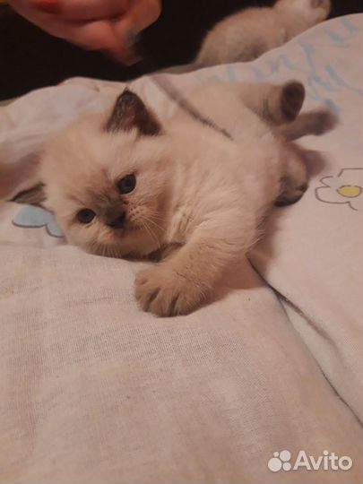 Британский кот вязка