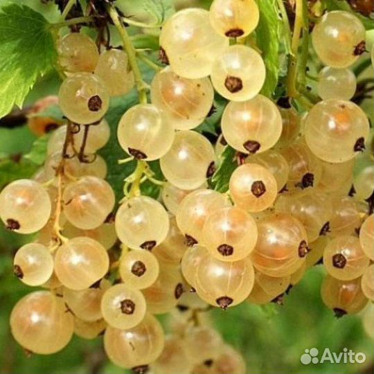 Смородина белая