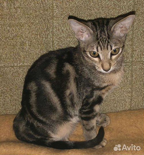 Ориентальные котята
