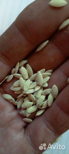 Семена огурцов