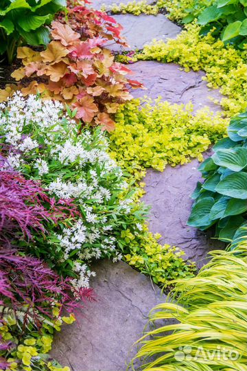 Лизимахия (вербейник монетчатый ауреа)