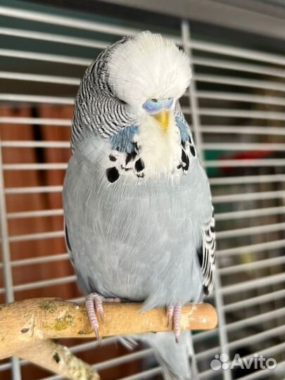 Выставочные волнистые попугаи чехи