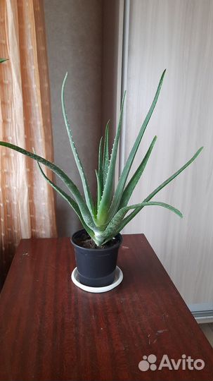 Алоэ вера лечебный