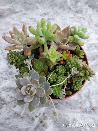 Суккуленты очень много