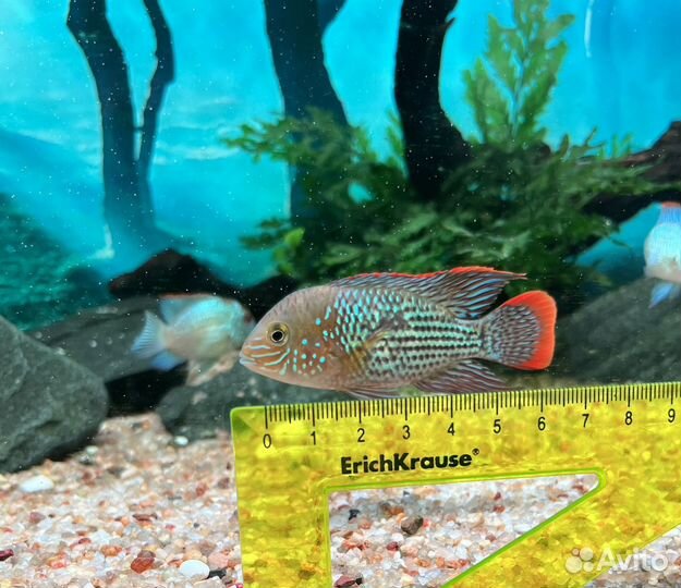 Акара бирюзовая