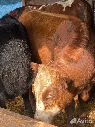 Бычки 10 голов, от 9 месяцев до 14 месяцев