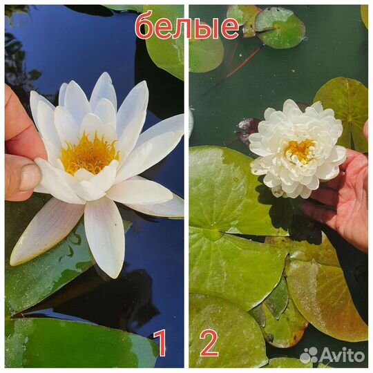 Нимфея водные лилии