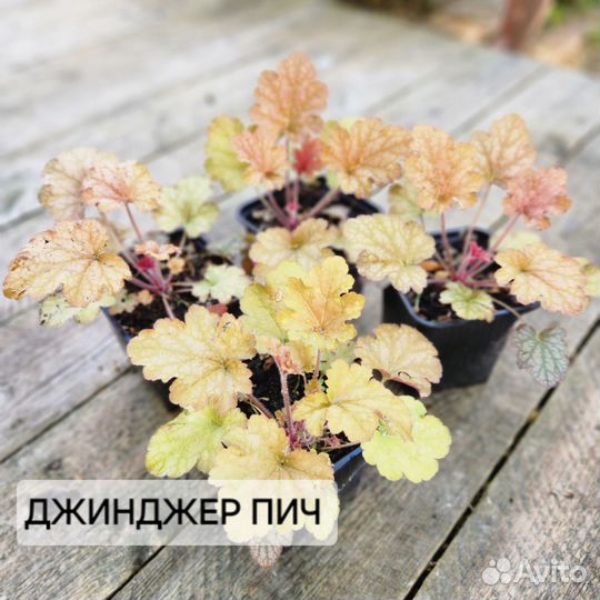 Саженцы Гейхеры