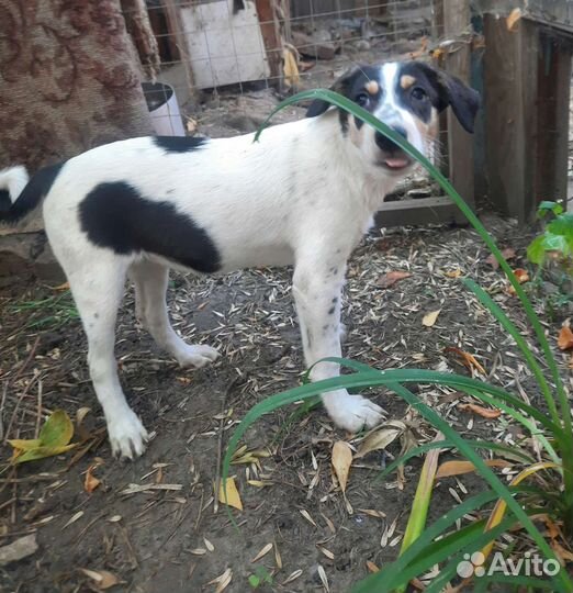 Щенок помесь, Джек Рассел терьер