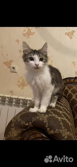 Котик-подросток